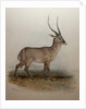 Bohor Reedbuck, 1834 by Edward Lear