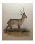 Bohor Reedbuck, 1834 by Edward Lear