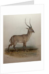 Bohor Reedbuck, 1834 by Edward Lear