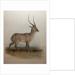 Bohor Reedbuck, 1834 by Edward Lear