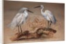 Egrets, 1867 by Joseph Wolf