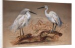 Egrets, 1867 by Joseph Wolf