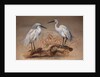 Egrets, 1867 by Joseph Wolf