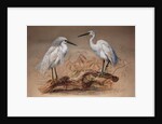 Egrets, 1867 by Joseph Wolf