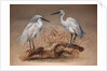 Egrets, 1867 by Joseph Wolf