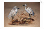 Egrets, 1867 by Joseph Wolf