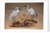 Egrets, 1867 by Joseph Wolf