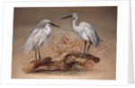 Egrets, 1867 by Joseph Wolf