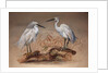 Egrets, 1867 by Joseph Wolf