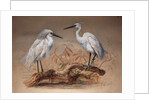 Egrets, 1867 by Joseph Wolf