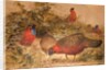 Horned Tragopan, c.1851-76 by Joseph Wolf