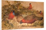 Horned Tragopan, c.1851-76 by Joseph Wolf