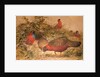 Horned Tragopan, c.1851-76 by Joseph Wolf