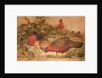Horned Tragopan, c.1851-76 by Joseph Wolf