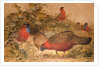 Horned Tragopan, c.1851-76 by Joseph Wolf