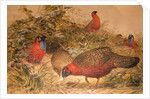 Horned Tragopan, c.1851-76 by Joseph Wolf