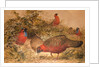 Horned Tragopan, c.1851-76 by Joseph Wolf