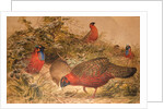 Horned Tragopan, c.1851-76 by Joseph Wolf