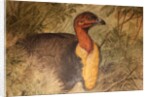 Brush Turkey, c.1851-76 by Joseph Wolf