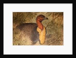 Brush Turkey, c.1851-76 by Joseph Wolf