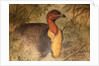 Brush Turkey, c.1851-76 by Joseph Wolf