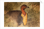 Brush Turkey, c.1851-76 by Joseph Wolf