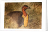 Brush Turkey, c.1851-76 by Joseph Wolf