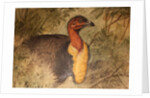 Brush Turkey, c.1851-76 by Joseph Wolf