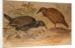 Weka Rail, c.1851-76 by Joseph Wolf