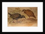 Weka Rail, c.1851-76 by Joseph Wolf
