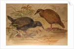 Weka Rail, c.1851-76 by Joseph Wolf