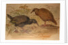 Weka Rail, c.1851-76 by Joseph Wolf