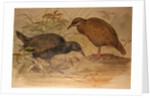 Weka Rail, c.1851-76 by Joseph Wolf