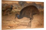 Bennett's Cassowary, c.1851-76 by Joseph Wolf