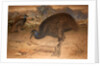 Bennett's Cassowary, c.1851-76 by Joseph Wolf