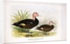 Pink-headed ducks, c.1896-1921 by Henry Jones