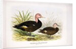 Pink-headed ducks, c.1896-1921 by Henry Jones