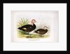 Pink-headed ducks, c.1896-1921 by Henry Jones
