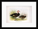 Pink-headed ducks, c.1896-1921 by Henry Jones