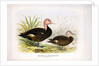 Pink-headed ducks, c.1896-1921 by Henry Jones