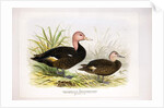 Pink-headed ducks, c.1896-1921 by Henry Jones