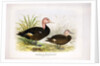 Pink-headed ducks, c.1896-1921 by Henry Jones
