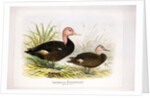 Pink-headed ducks, c.1896-1921 by Henry Jones