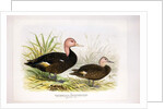 Pink-headed ducks, c.1896-1921 by Henry Jones