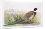 Phasianus hagenbecki, 1906-7 by Henry Jones