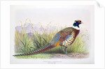 Phasianus hagenbecki, 1906-7 by Henry Jones
