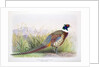 Phasianus hagenbecki, 1906-7 by Henry Jones