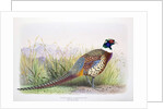 Phasianus hagenbecki, 1906-7 by Henry Jones