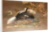 American Skunk by Joseph Wolf