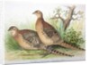 Phasianus mongolicus and Phasianus shawi, 1906-7 by Henry Jones